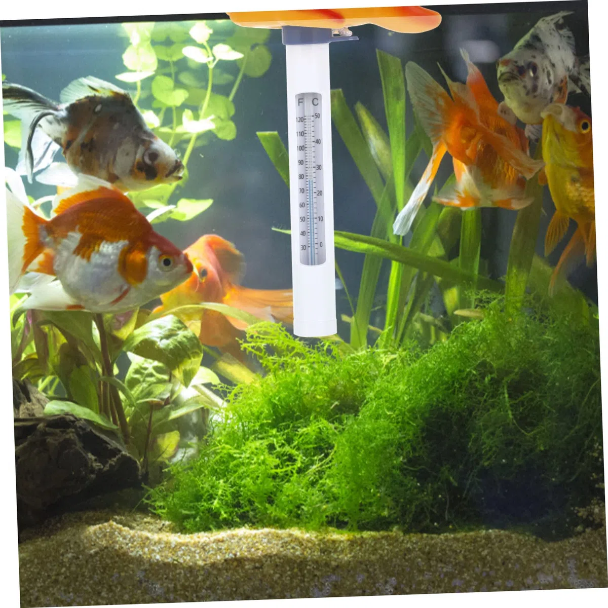 Sosoport 5pezzi Termometro Galleggiante Per Piscina Forma Di Pesce Termometro Per Temperatura Con Display Duale Fahrenheit e Celsius Giocattolo Da Bagno Adorabile Per Design e Divertente
