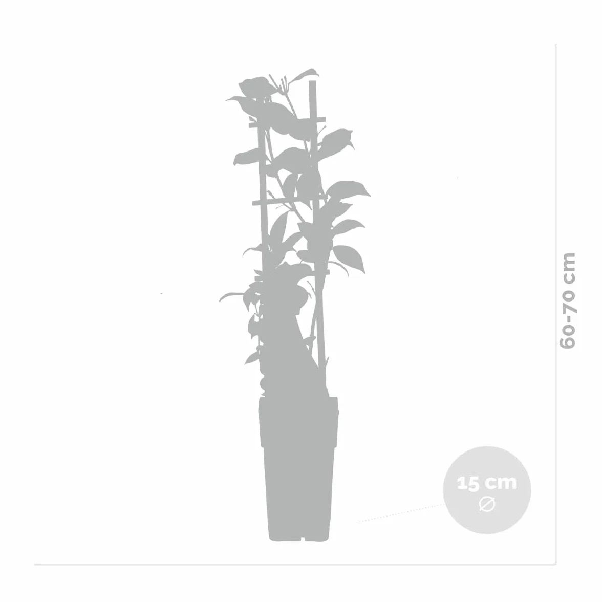 Bloomique - Trachelospermum jasminoides - Gelsomino toscano - Giallo - Rampicante - Pianta da giardino - Sempreverde - Resistente al freddo - Alta 50-70 cm - Vaso da 15 cm