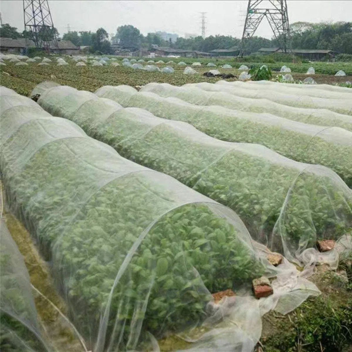 DINGFAN Rete Protettive da Giardino Anti Insetti, Cappuccio Protezione Piante Anti-Bird Net, Insetti Protezione Net Maglia Fine per Serra Piante Fiori, Frutta e Verdura (Size : 5x10m)