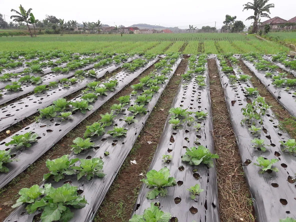 Areso Pacciamatura 1x50 Metri - Rotolo Pacciamatura Senza Fori Nero - Telo per Orto Anti Herbace Massima Resistenza
