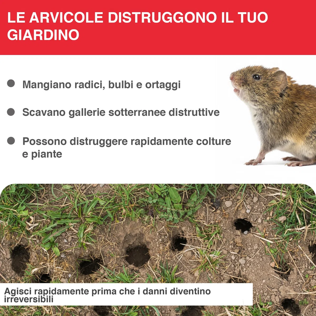 SWISSINNO Trappola Arvicola PRO SuperCat – Trappola a Scatto da Tunnel per Arvicole & Topi Campestri, Scatto Sensibile, Montaggio Facile, Cattura Roditori Riutilizzabile per Giardino – 1 Pezzo