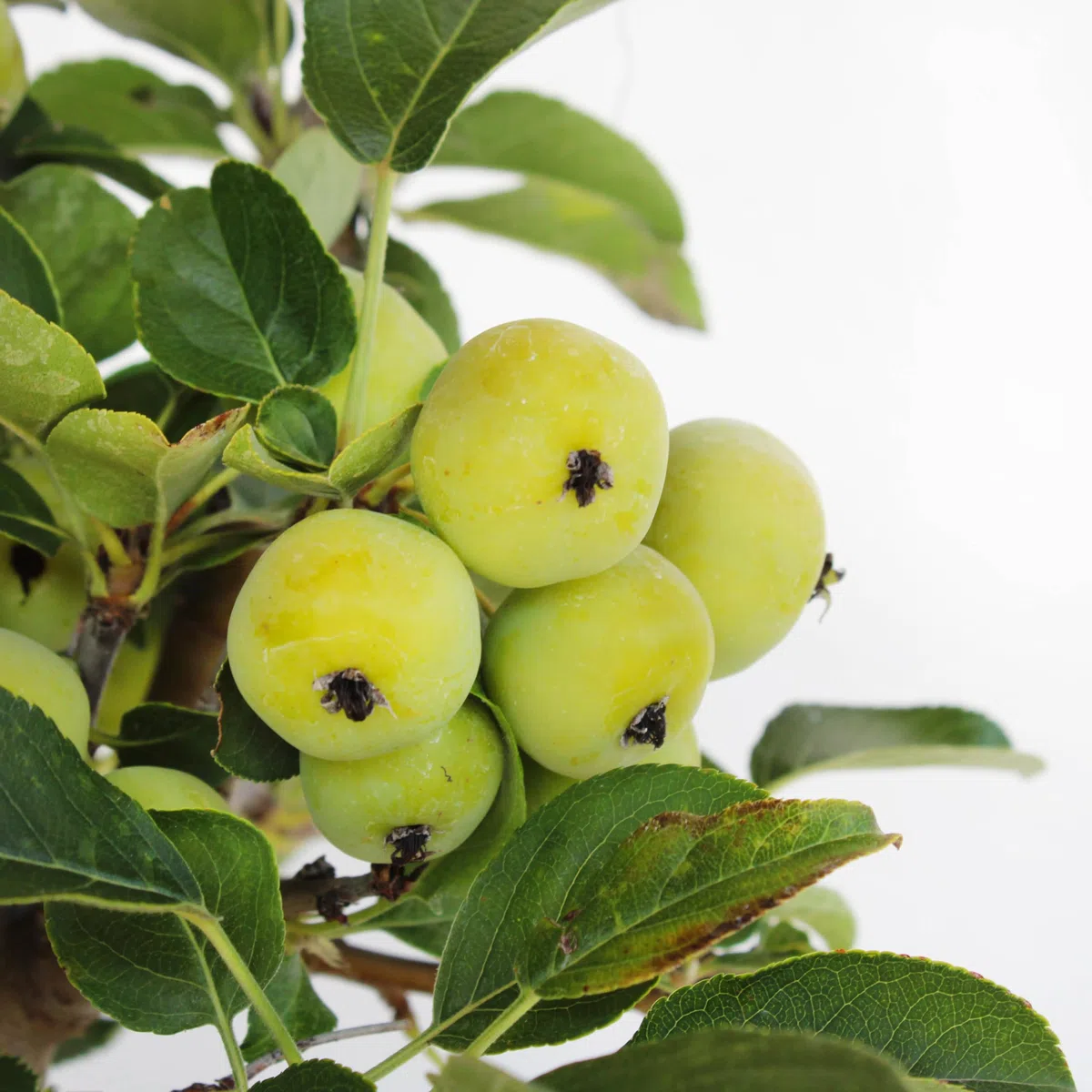 KENTIS - Bonsai di Melo - Malus Sp. - Pianta Vera da Frutto da Esterno - Piante da Giardino Balcone Terrazzo - H 40/45 cm Vaso in Ceramica 26 cm