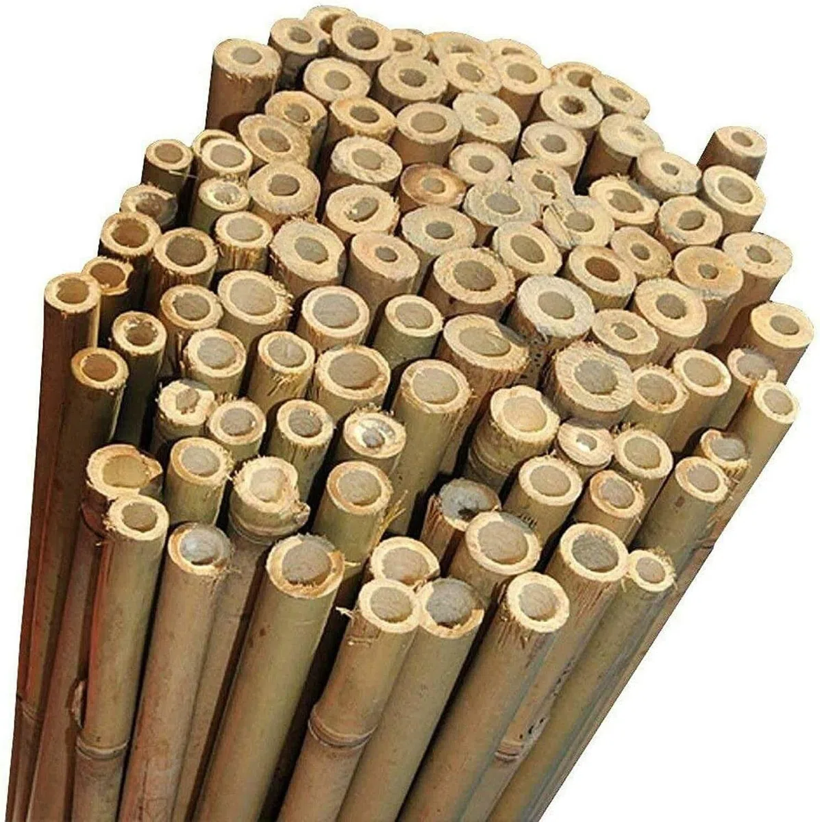 Canne di bambù naturali, per sostegno piante, orto, decorazione e arredamento (10, 180 cm/Ø 20/22 mm)