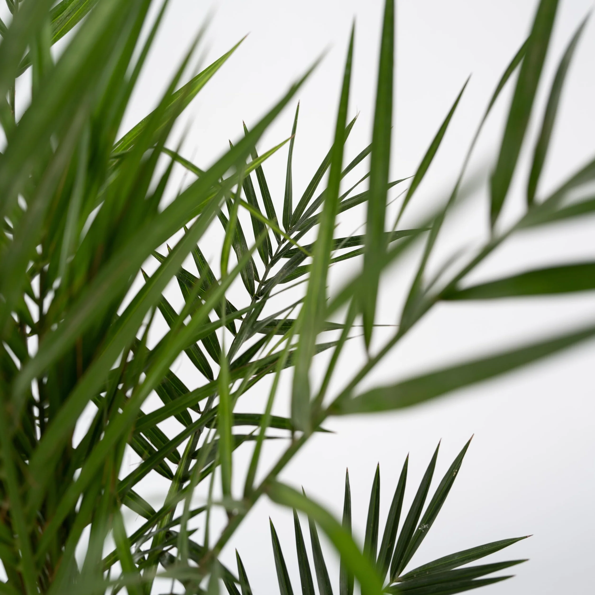 Plant in a Box - Palma datteri delle Canarie - Phoenix canariensis - Altezza 50-60cm - ⌀15cm