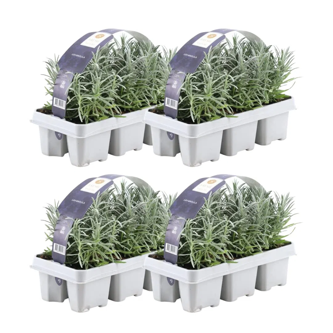 Lavanda Angustifolia Profumata, per Giardino, Viola, Set da 24 Pezzi 7 cm