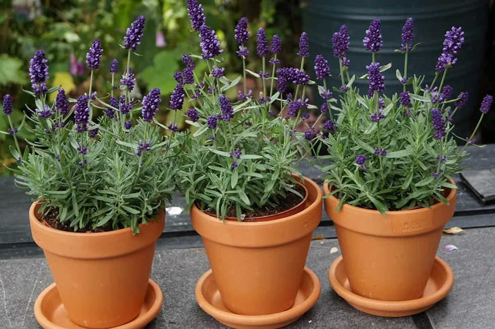 Bloomique - Set di 6 - Lavandula Angustifolia - Pianta di Lavanda - Pianta da Giardino - Resistente al Freddo - Alta 15-20 cm - Zolla da 7 cm