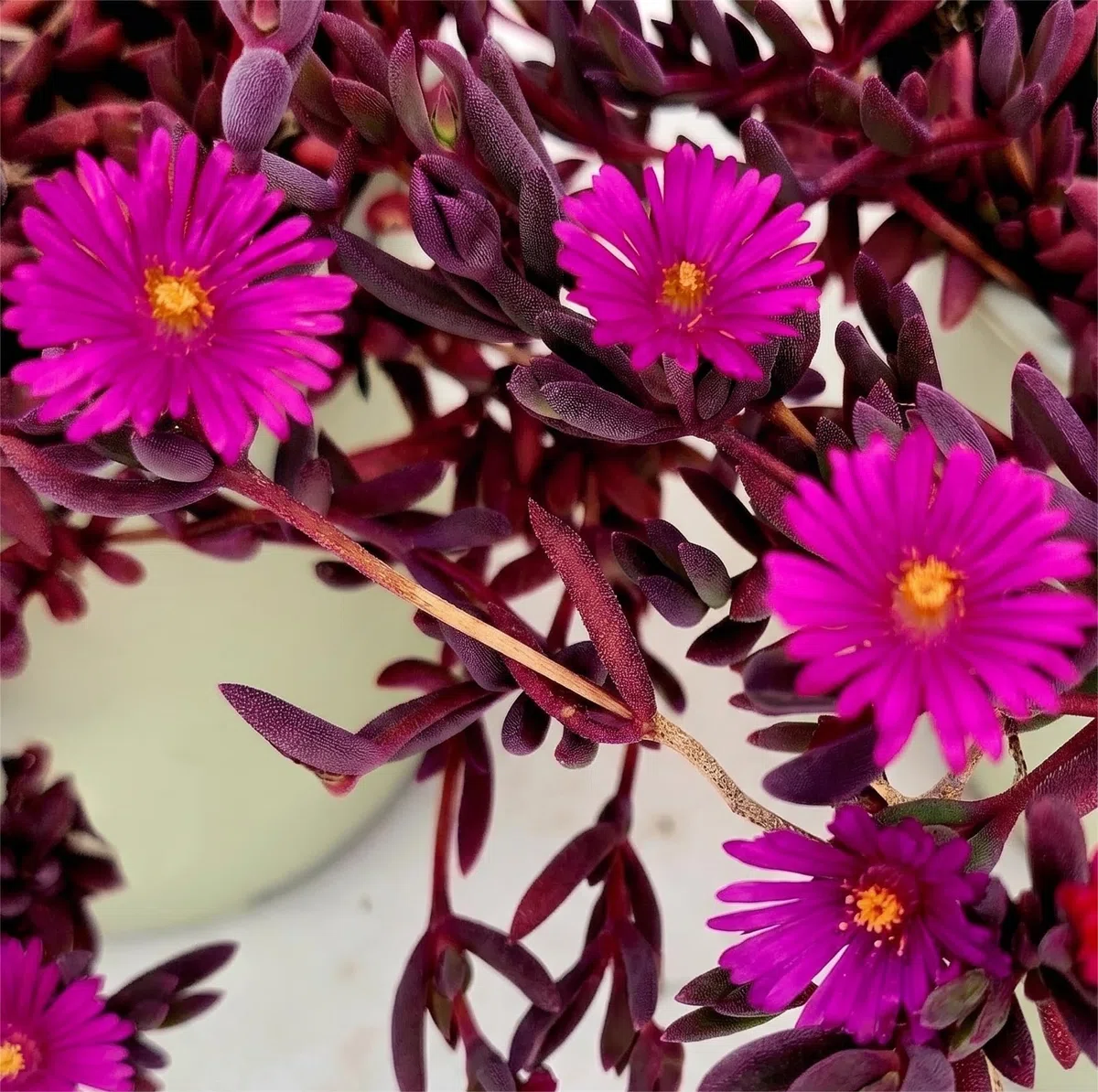 POWERS TO FLOWERS - DELOSPERMA FUCSIA, DESERT DANCERS PURPLE, MESEMBRIANTEMO RIFIORENTE, 2 PIANTE IN VASO 14 cm DIAMETRO, piante vere
