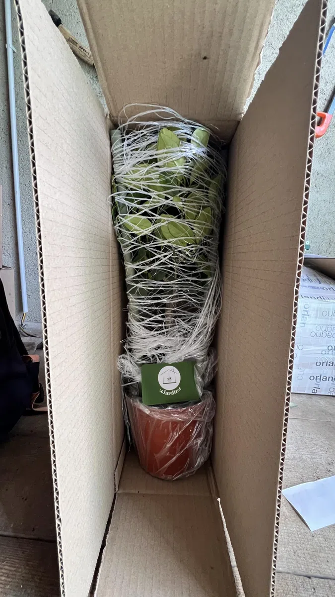 Calamondino in Vaso Ø15 cm – Agrume Ornamentale e Fruttifero – Prodotto in Sicilia dal Vivaio uJardinu – Pianta da Interno o Esterno, Sempreverde e Resistente