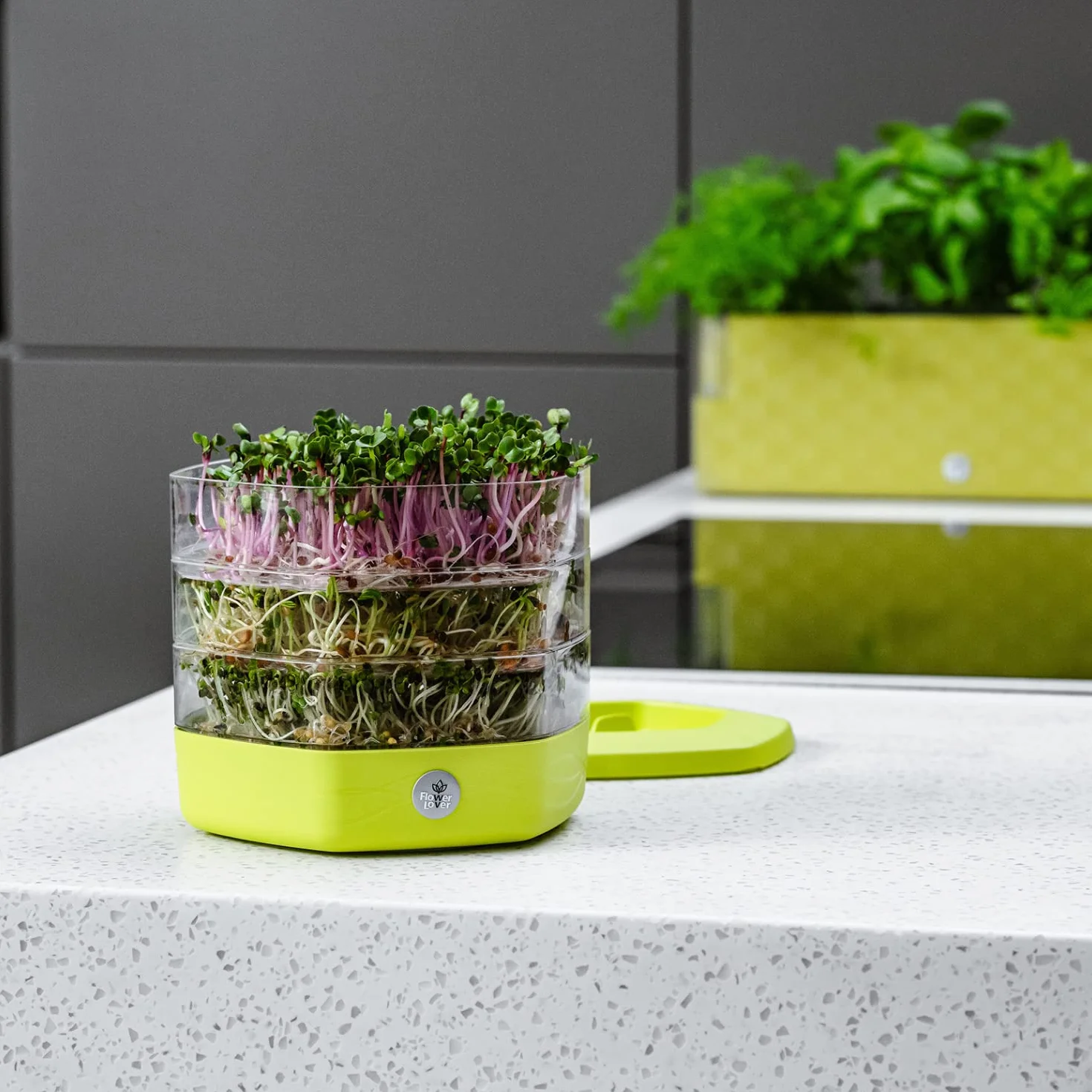 Germogliatore per Semi Alimentari con 3 livelli ø17 cm - Germinatore per Semi, Germogli, Microgreens - Germogliatore per Semi in Plastica, Grigio