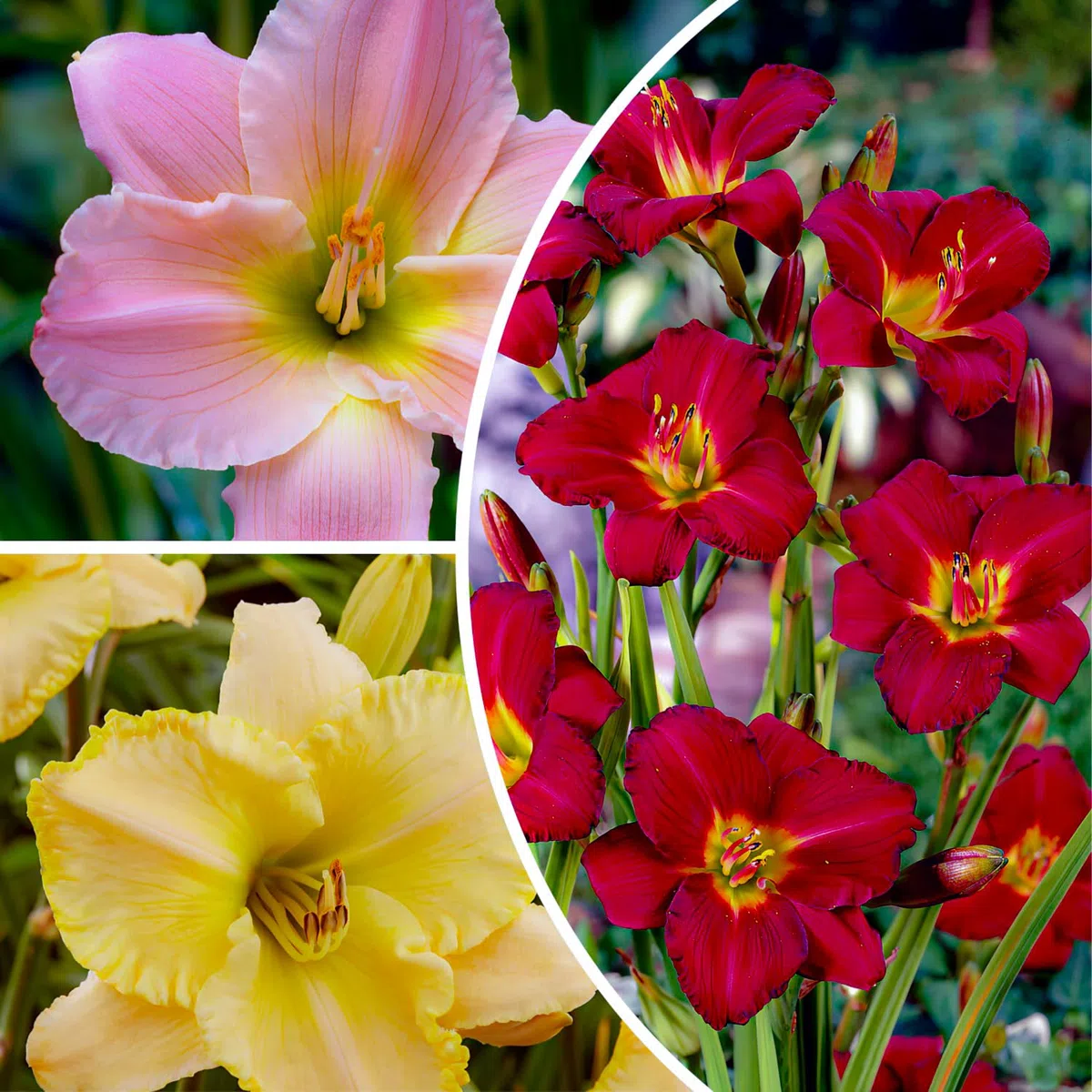 Daylilien collezione allevatore (5 piante), miscela perenne di 5 varietà Hemerocallis/colori, grandi perenni invernali dall'Olanda, ibridi per aiuole e sconti (nessun seme, cipolle)