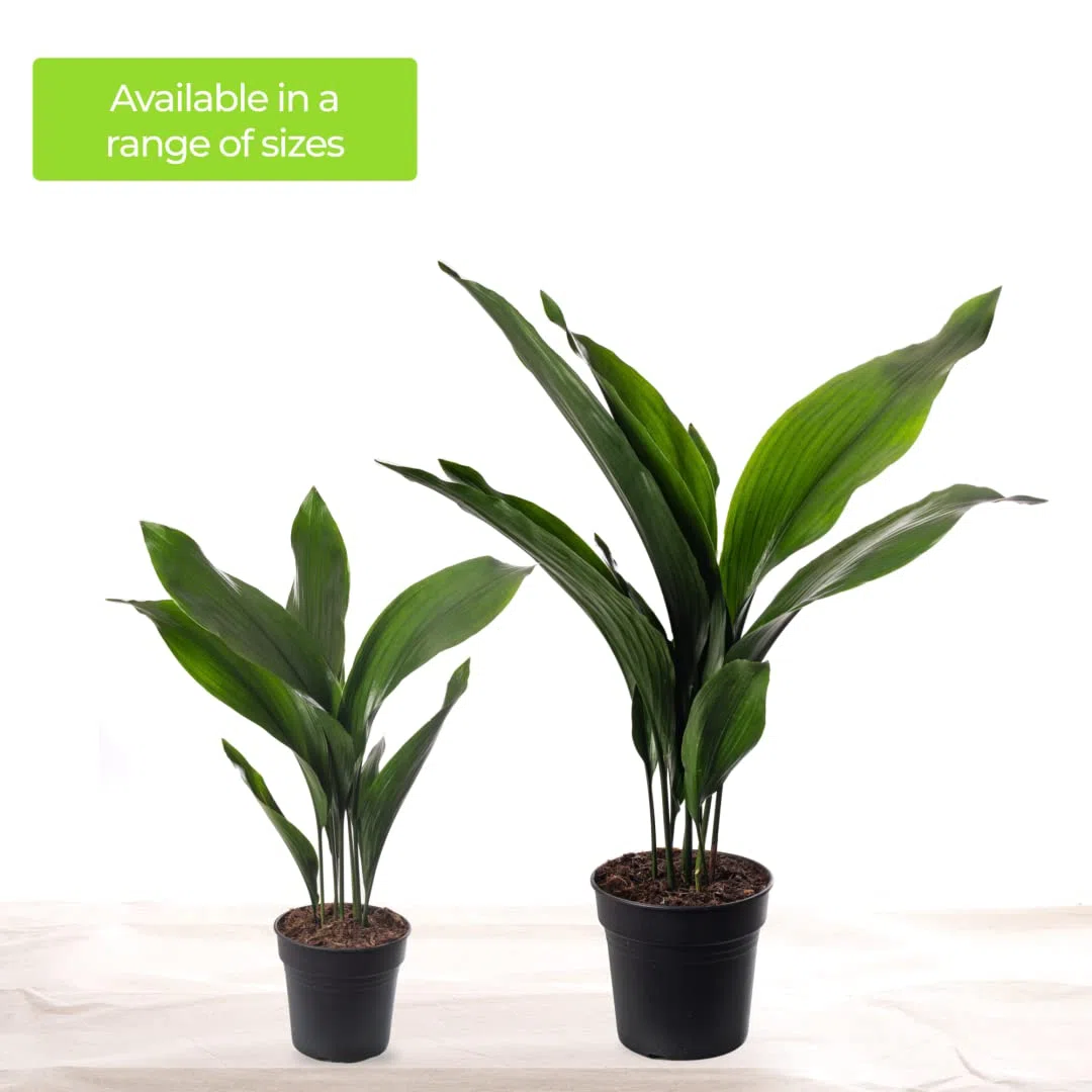 Pianta di ghisa Aspidistra Elatior Piante da interno sempreverdi alte ed esotiche.