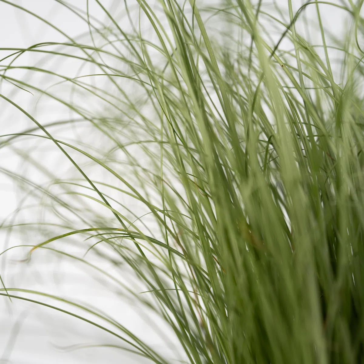 Plant in a Box - Festuca - Set di 9 - Festuca blu - Erba ornamentale - Vaso 9cm - Altezza 10-15cm