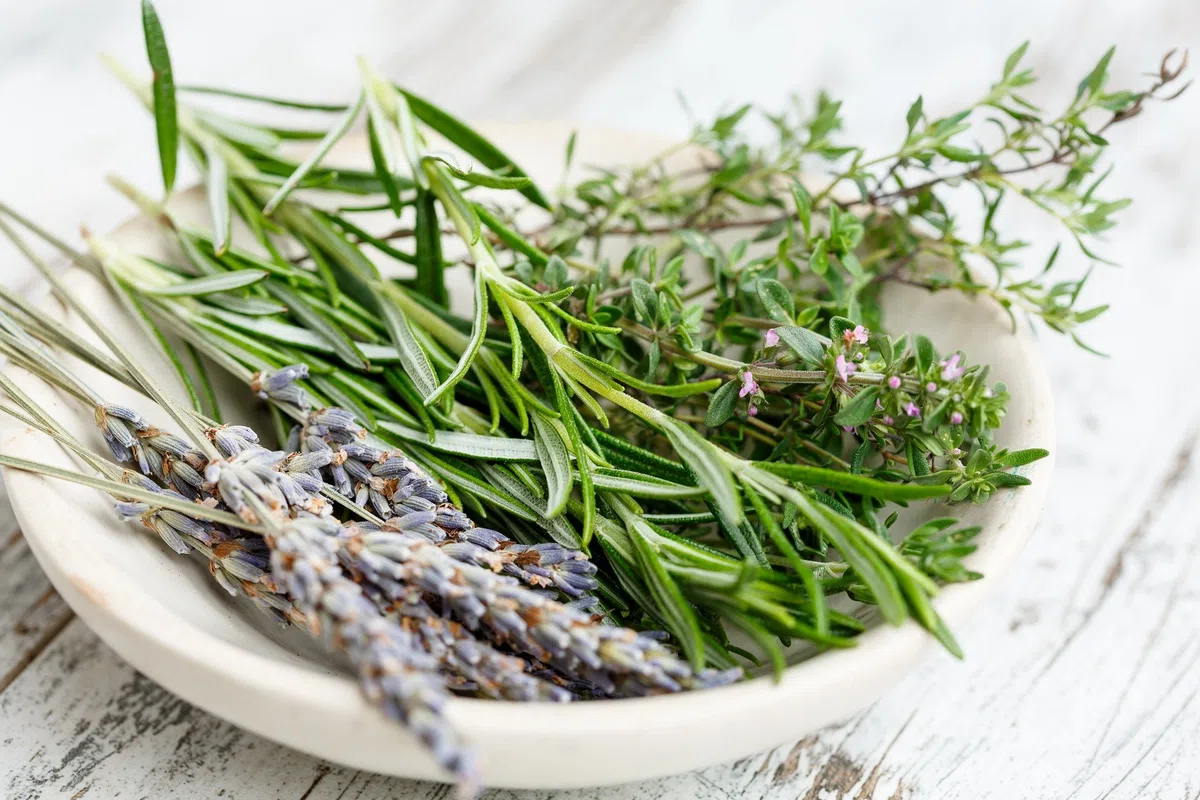 Piante di erbe aromatiche in vaso (6)